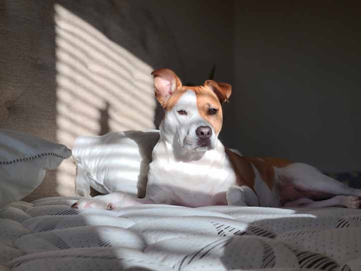 Mascotas potencialmente peligrosas