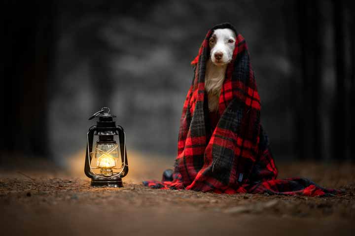 Viajando con mascotas
