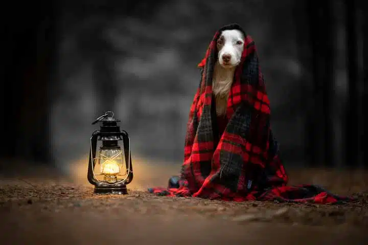 Viajando con mascotas
